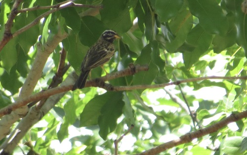 Cinnamon-breasted Bunting