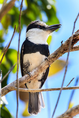 Notharchus hyperrhynchus