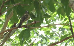 Emberiza tahapisi