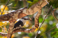 Notharchus hyperrhynchus