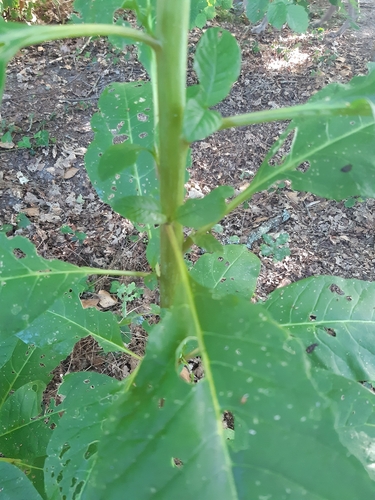 American pokeweed