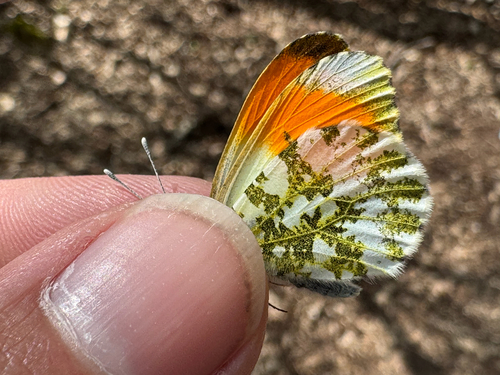 orange-tip