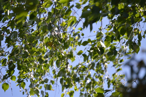 Nashville Warbler