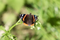 Vanessa atalanta