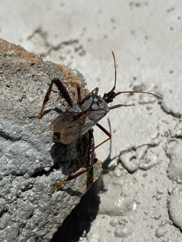 Leaf-footed Cactus Bug