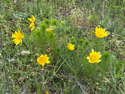 Spring Adonis