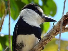 Notharchus hyperrhynchus