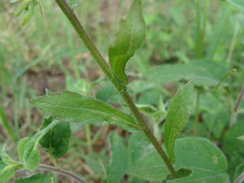 Image of Erigeron laevigatus by (c) Alexis López Hernández, some rights reserved (CC BY)