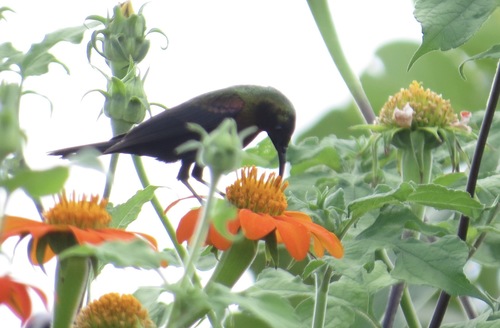 Copper Sunbird