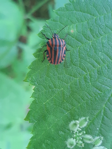 European Striped Shield Bug