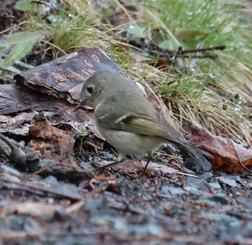 Ruby-crowned Kinglet
