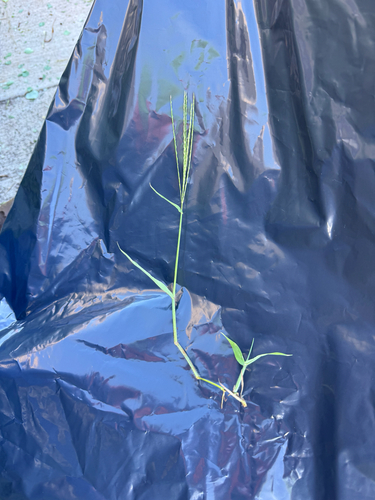 Digitaria ciliaris observed 2026-06-12