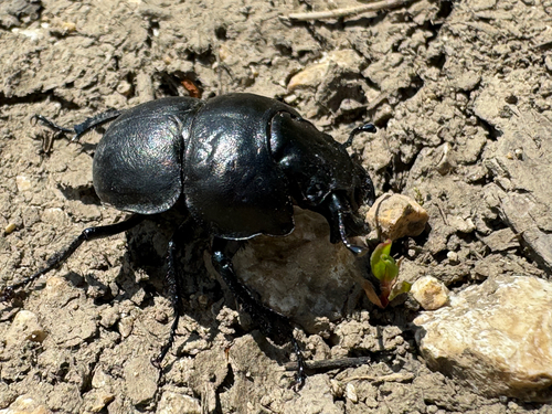Lethrus apterus