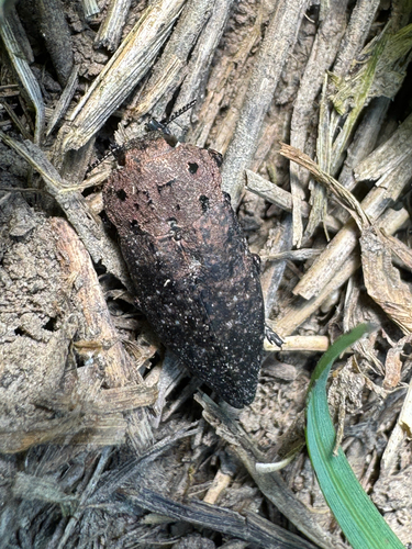 Capnodis tenebricosa