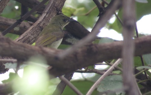 Olive Sunbird