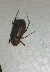 Scarabaeidae