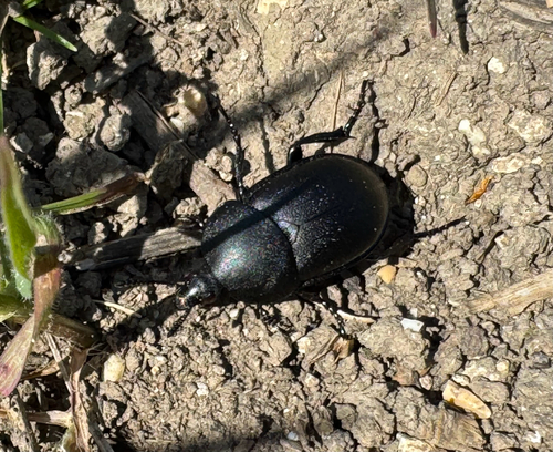 Smooth Carrion-beetle