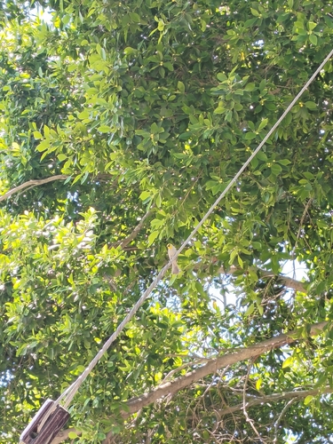 Verdin