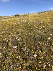 Allium haematochiton