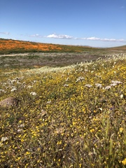 Allium haematochiton