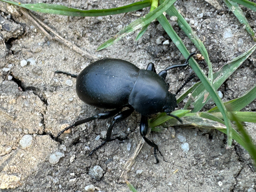 Gnaptor spinimanus