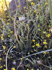 Allium haematochiton