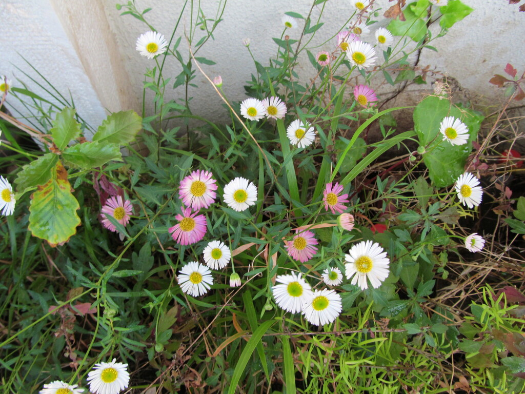 Mexican Fleabane