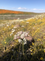 Allium haematochiton