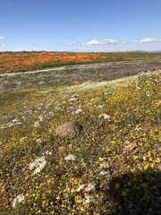 Allium haematochiton