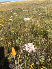 Allium haematochiton