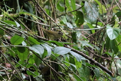 Basileuterus tristriatus