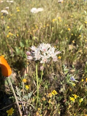 Allium haematochiton
