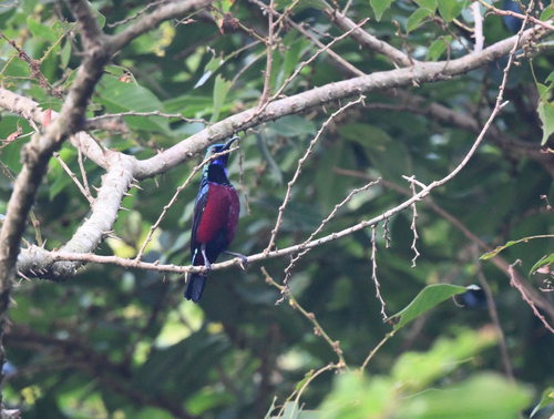 iNaturalist image