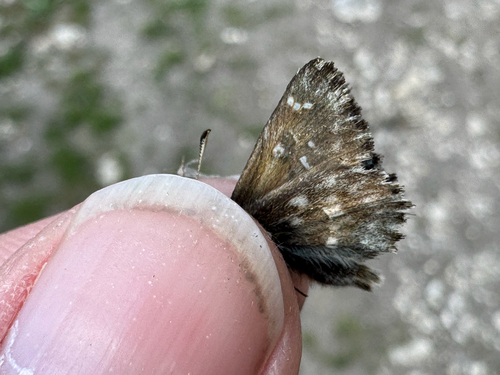 Mallow Skipper