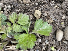 Geum vernum