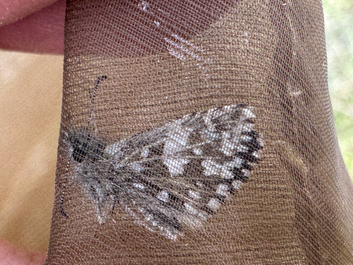 Grizzled Skipper