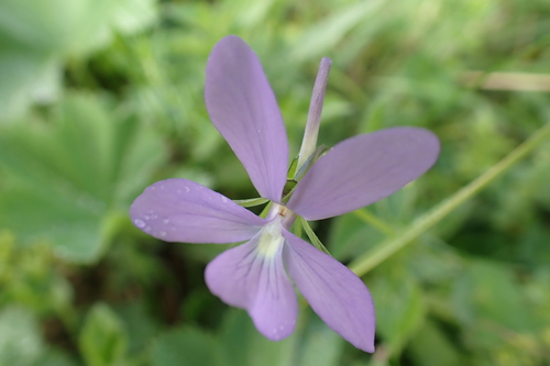 Viola cornuta iNat (1)
