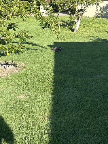 Green Iguana