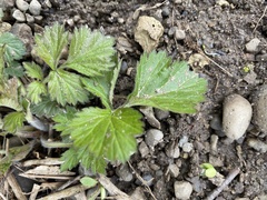 Geum vernum