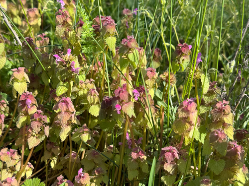 red deadnettle