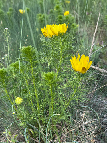 Spring Adonis