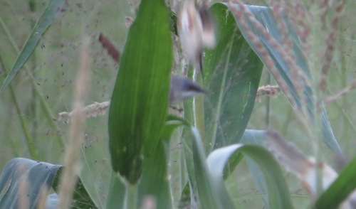 Red-winged Prinia