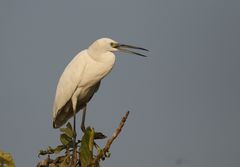 Egretta garzetta