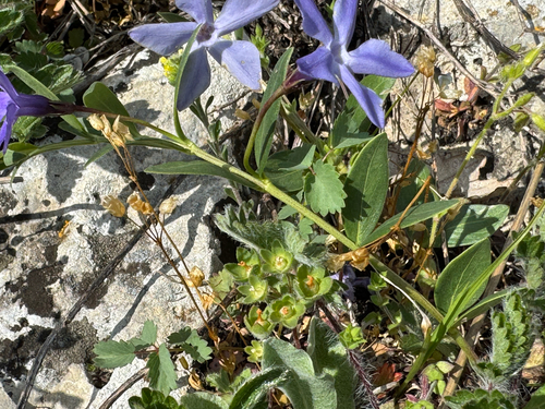 Herbaceous Periwinkle