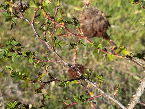Mossy Rose Gall Wasp