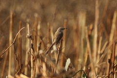 Prinia inornata