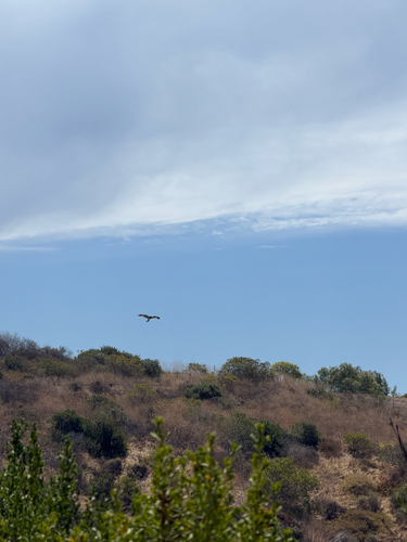 Northern Harrier
