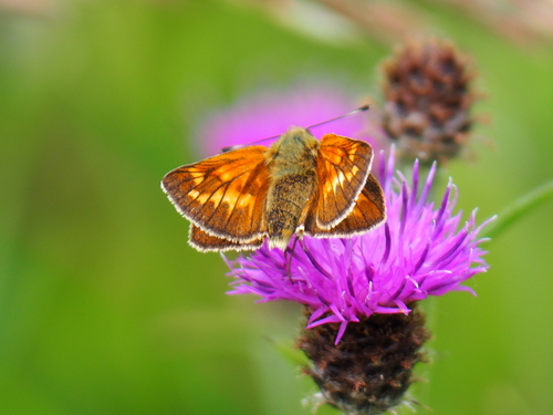 Large Skipper