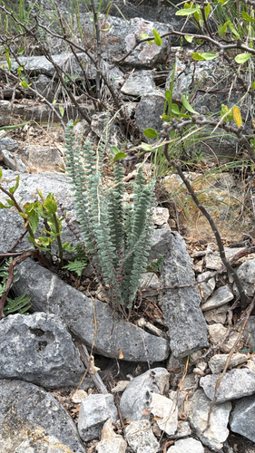 Hybrid Cloakfern