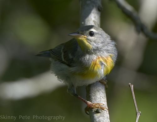 Northern Parula
